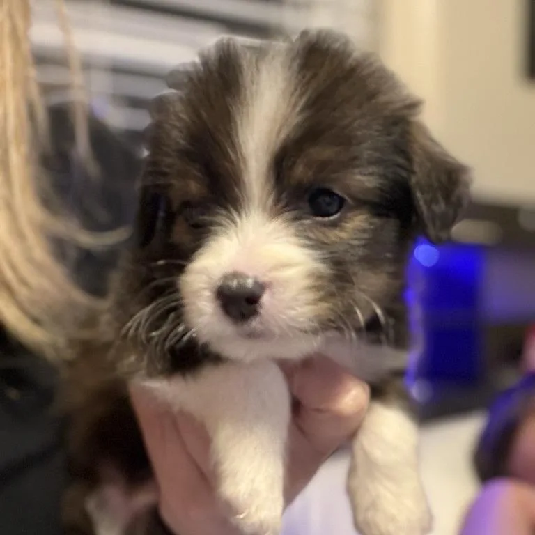 A baby small-sized female Brown / Chocolate Yorkshire Terrier dog named S'mores for adoption in Baton Rouge, LA
