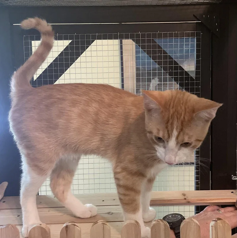 A baby small-sized male Orange & White Domestic Short Hair cat named Sherbet for adoption in Fayetteville, GA