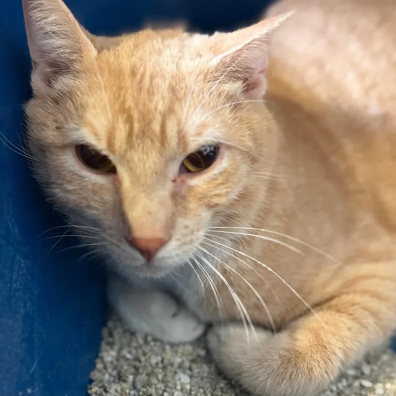 A young large-sized male Orange / Red Domestic Short Hair cat named Snickerwhirl for adoption in Sarasota, FL