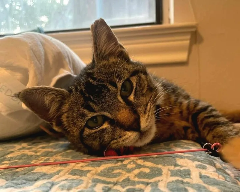 A young medium-sized male Gray / Blue / Silver Tabby cat named Jinx for adoption in Dallas, TX