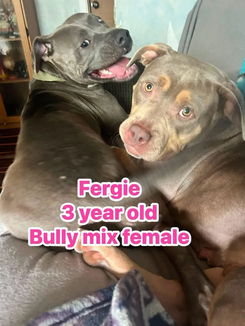 Fergie thumbnail 2