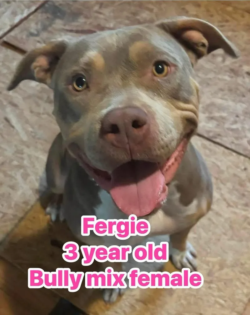 Fergie thumbnail 3
