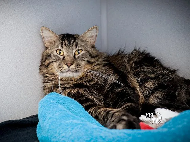 An adult medium-sized male Domestic Medium Hair cat named Wolfy for adoption in Omaha, NE
