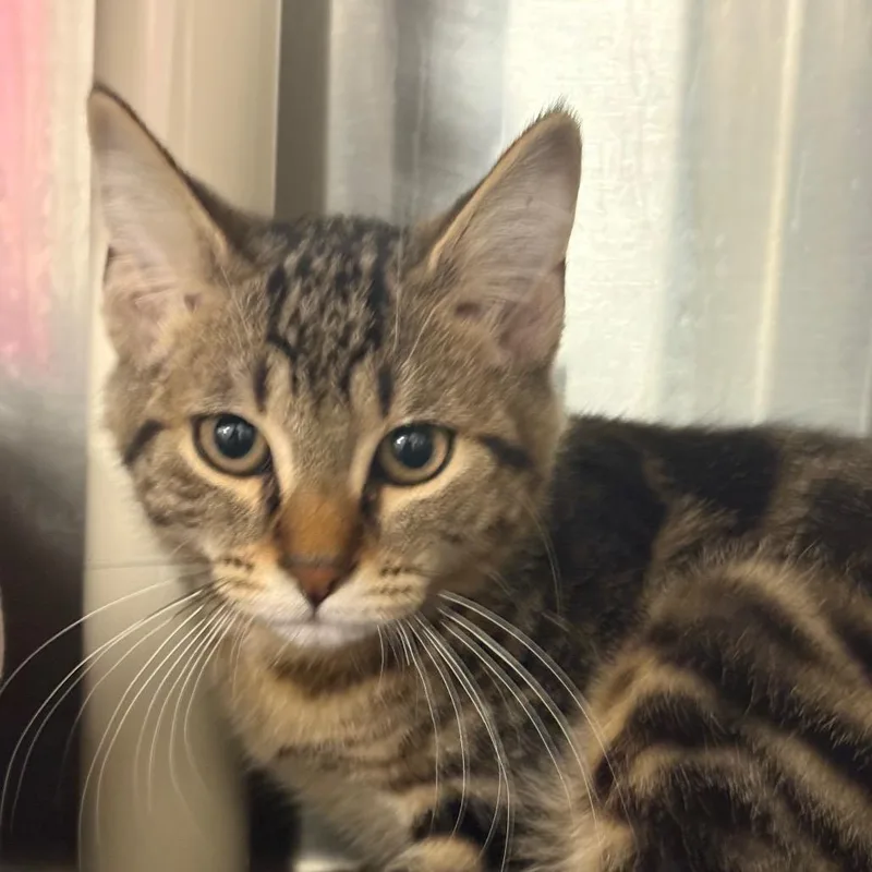 A baby small-sized male Brown / Chocolate Domestic Short Hair cat named Garrick for adoption in West Palm Beach, FL