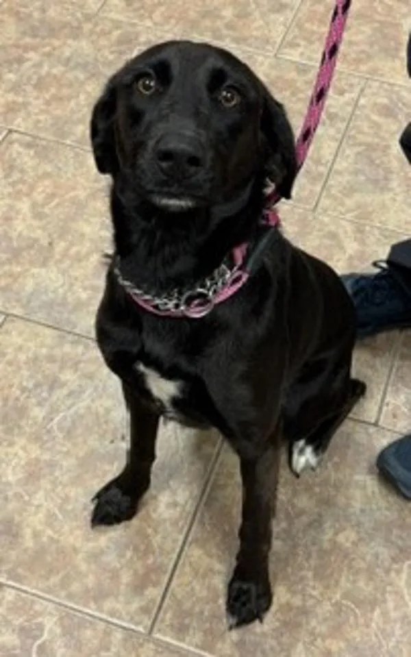 An adult medium-sized female Flat-Coated Retriever dog named Lola for adoption in Littleton, CO
