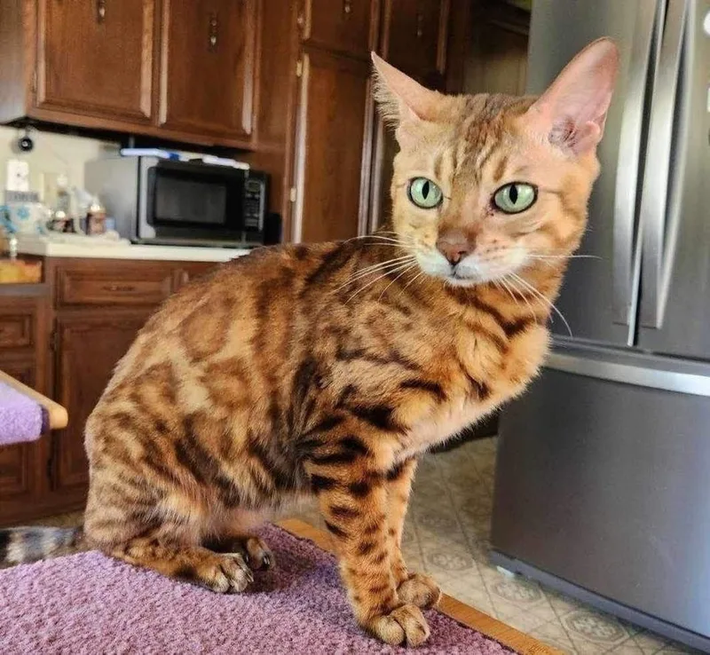 Venus  Pa thumbnail 3