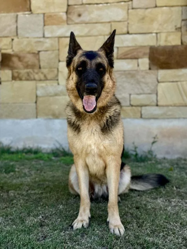 An adult large-sized female German Shepherd Dog dog named Doja for adoption in Helotes, TX