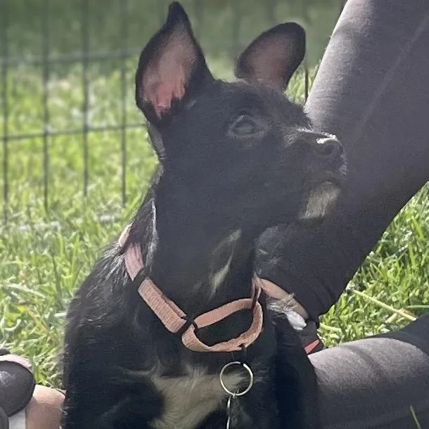 A baby small-sized female Black Terrier dog named Sky for adoption in La Grange, KY