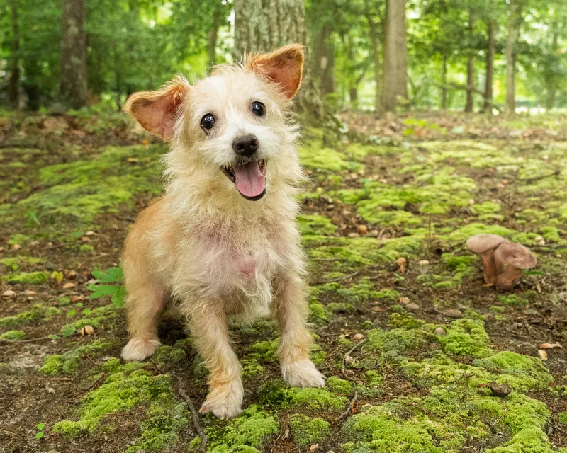 An adult small-sized female Yellow / Tan / Blond / Fawn Terrier dog named Twinkie for adoption in Baldwin, MD