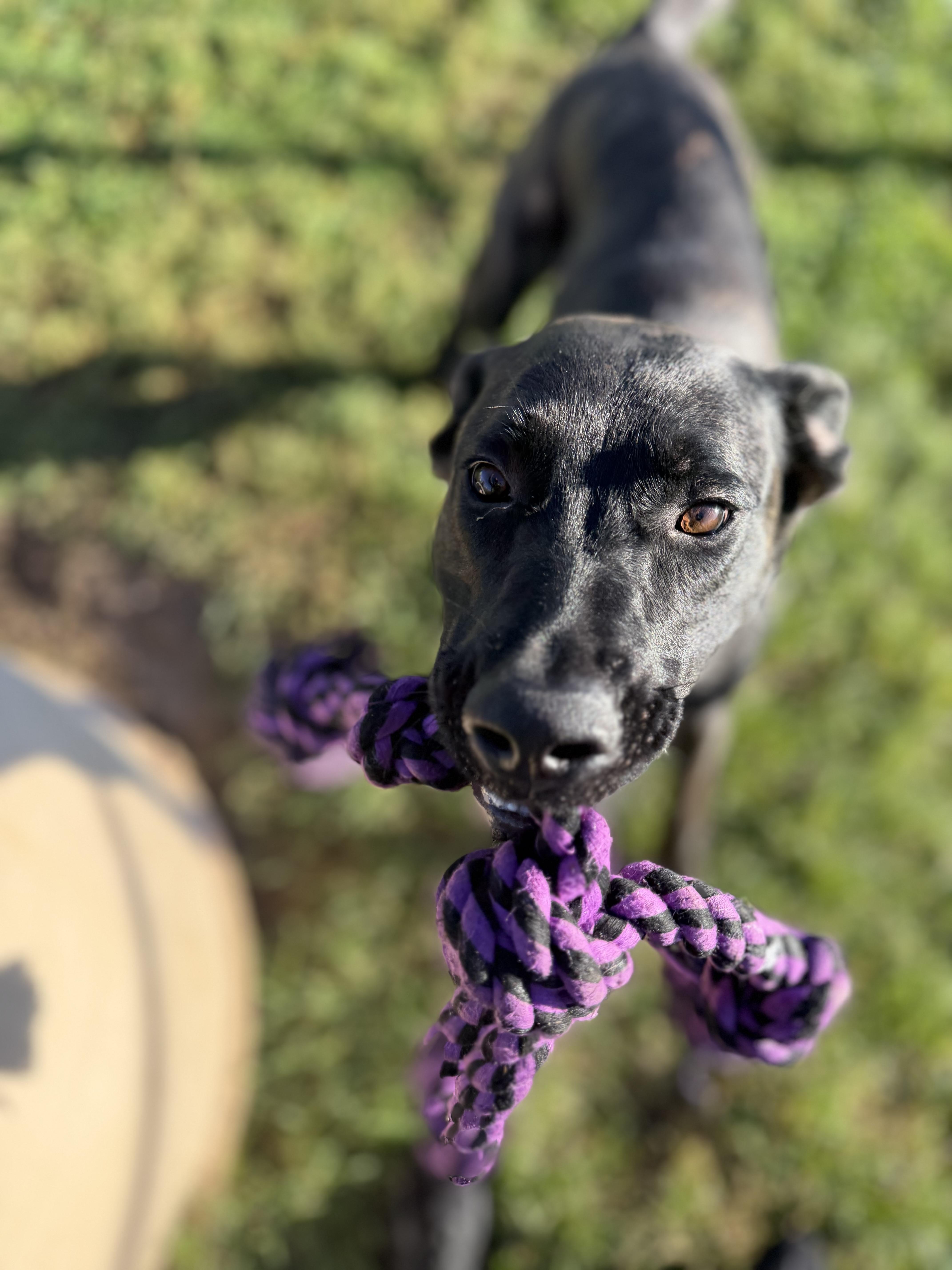 An adult large-sized male Black German Shepherd Dog dog named Maverick for adoption in Dodgeville, WI