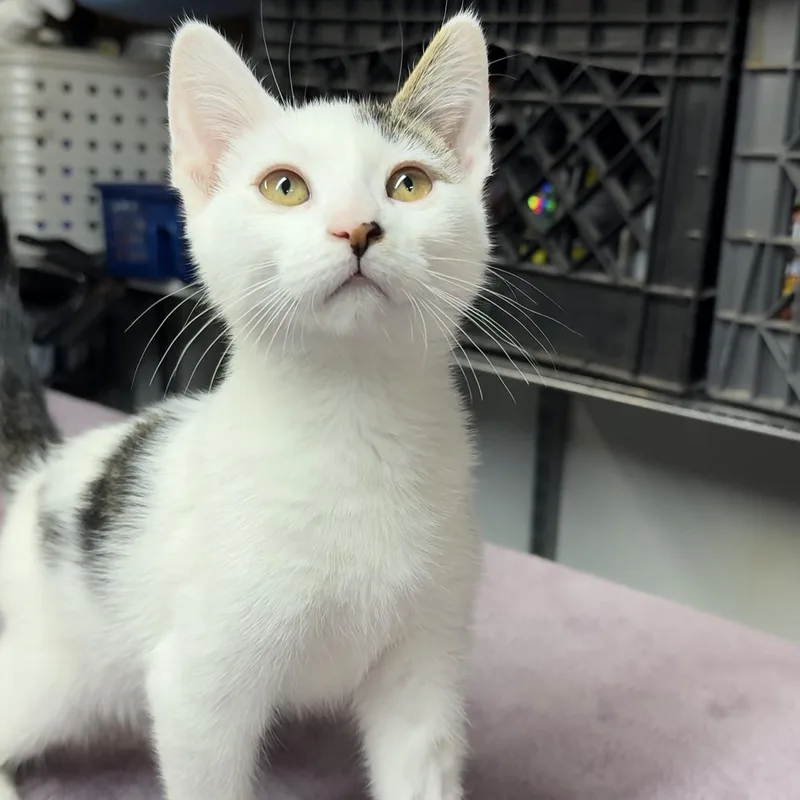 A baby small-sized male White Domestic Short Hair cat named Teo for adoption in Miami, FL