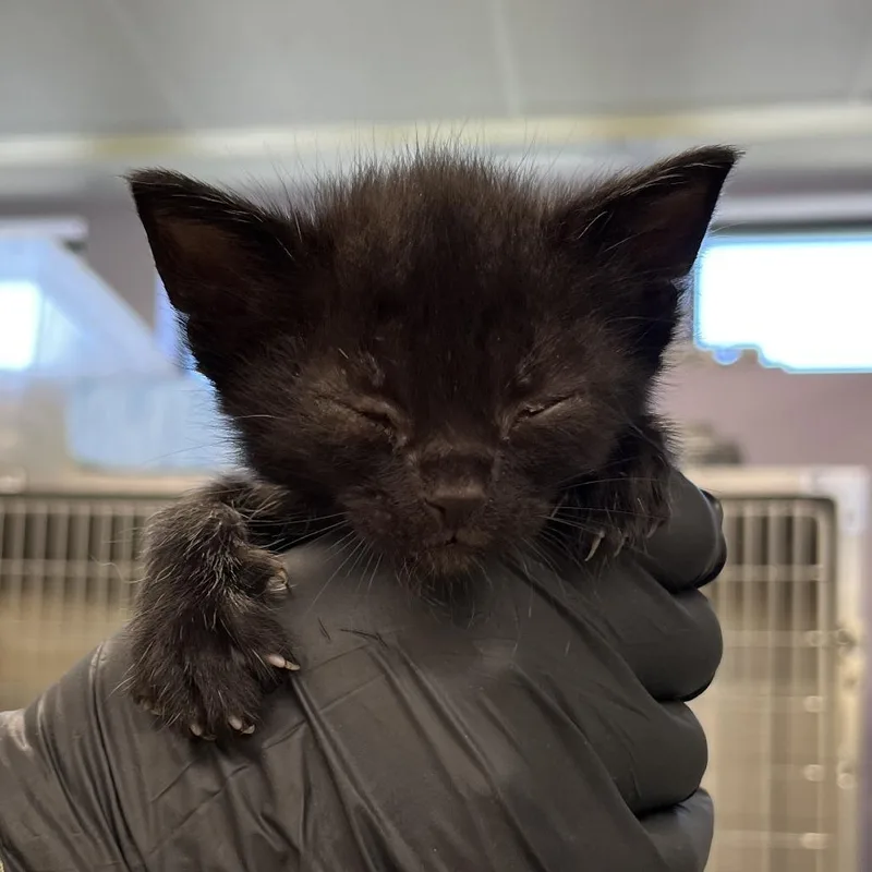 A baby small-sized male Gray / Blue / Silver Domestic Short Hair cat named Jax for adoption in West Palm Beach, FL