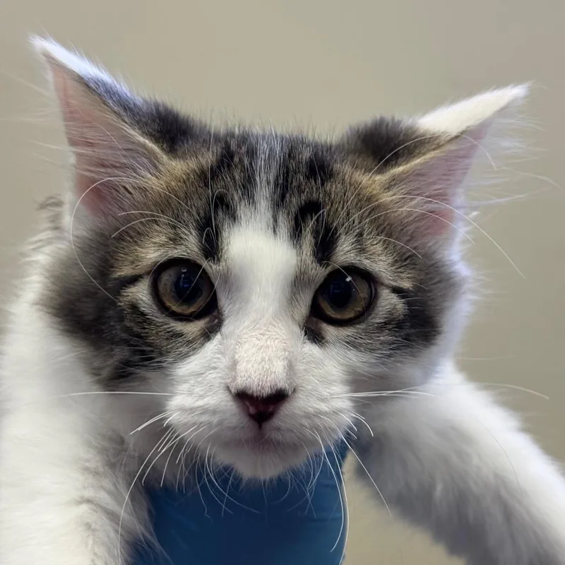 A baby small-sized male Brown / Chocolate Domestic Short Hair cat named Dr. Frank Langdon for adoption in Santa Barbara, CA