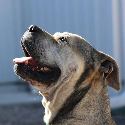 A senior medium-sized female Gray / Blue / Silver Boxer dog named Julie for adoption in Dillon, MT