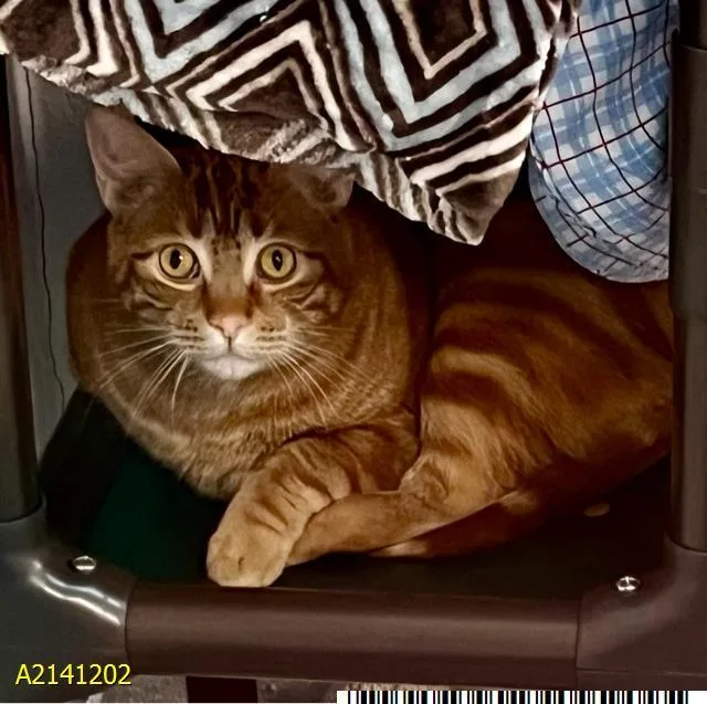 An adult medium-sized male Domestic Short Hair cat named Scoot for adoption in West Palm Beach, FL