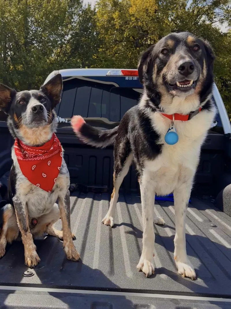 An adult medium-sized male Brindle Cattle Dog dog named Whiskey for adoption in Dallas, TX