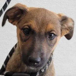 A baby small-sized female Brown / Chocolate Mixed Breed dog named Purple for adoption in Las Cruces, NM
