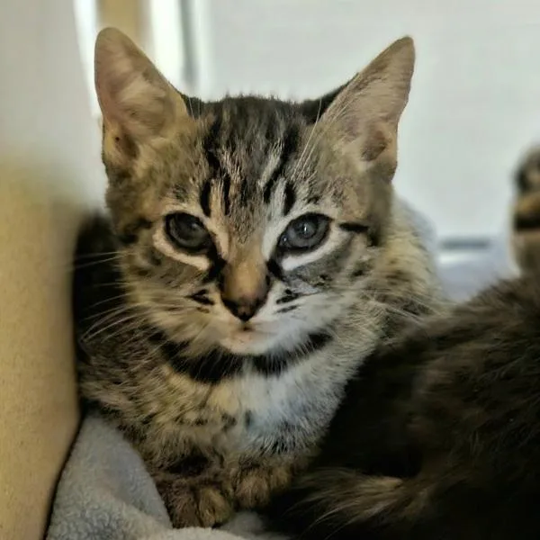 A baby small-sized female Domestic Short Hair cat named Gee for adoption in Oakland, CA