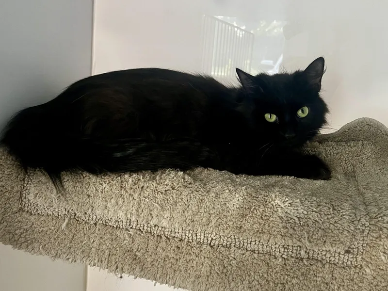 A young medium-sized female Domestic Long Hair cat named Maizie for adoption in Matthews, IN