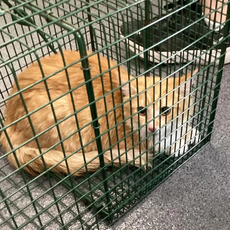A young small-sized female Orange / Red Domestic Short Hair cat named Kerien for adoption in Montgomery, AL