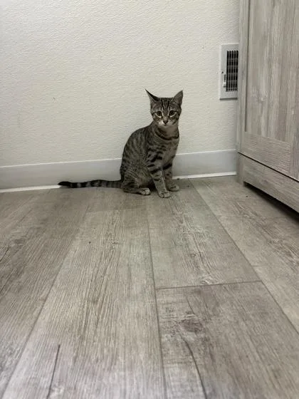 A baby small-sized male Domestic Short Hair cat named Whiskey for adoption in St. Anne, IL