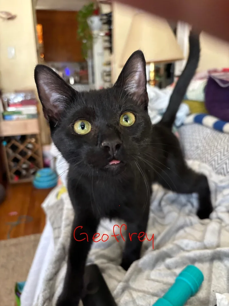 Geoffrey thumbnail 4