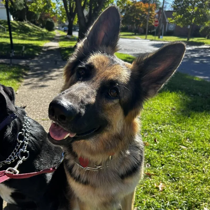 An adult large-sized female Black German Shepherd Dog named Nami for adoption in New Ringgold, PA