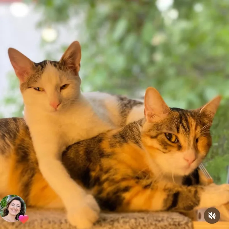 A young medium-sized female Tabby (Gray / Blue / Silver) Domestic Short Hair cat named Ms. Wonderful Winky for adoption in Ridgefield, WA
