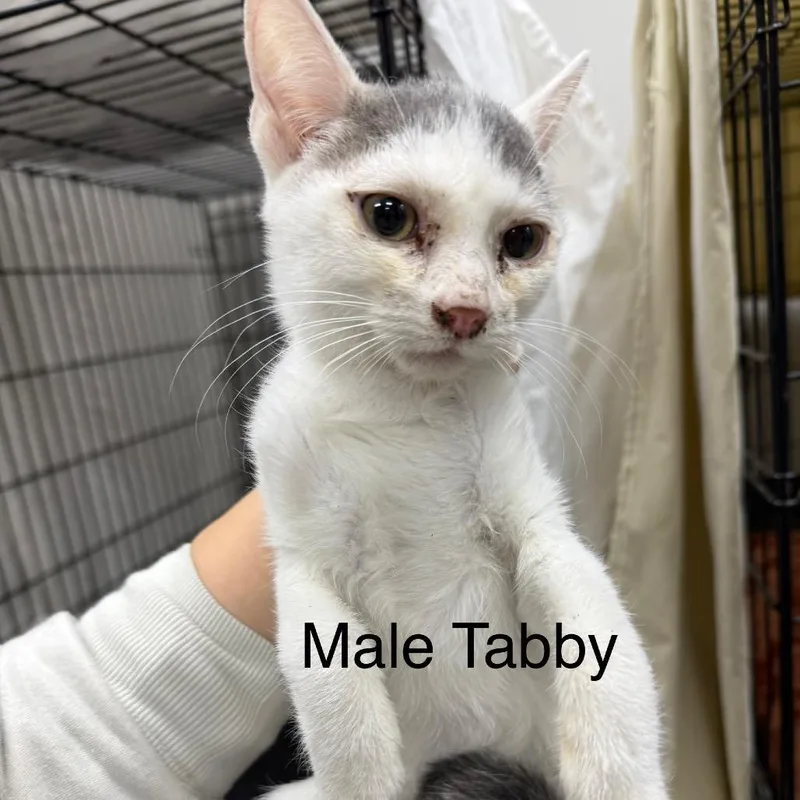 Cassanova thumbnail 2