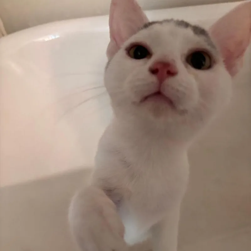 Cassanova thumbnail 3