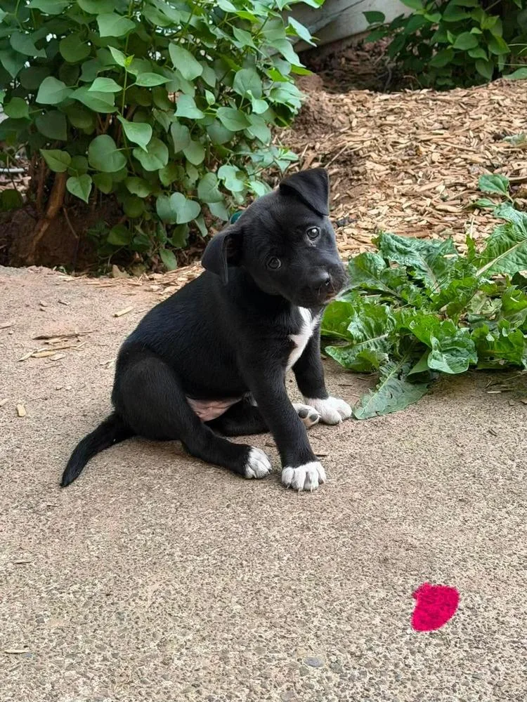 A baby large-sized female Pit Bull Terrier dog named Matcha for adoption in Vancouver, WA