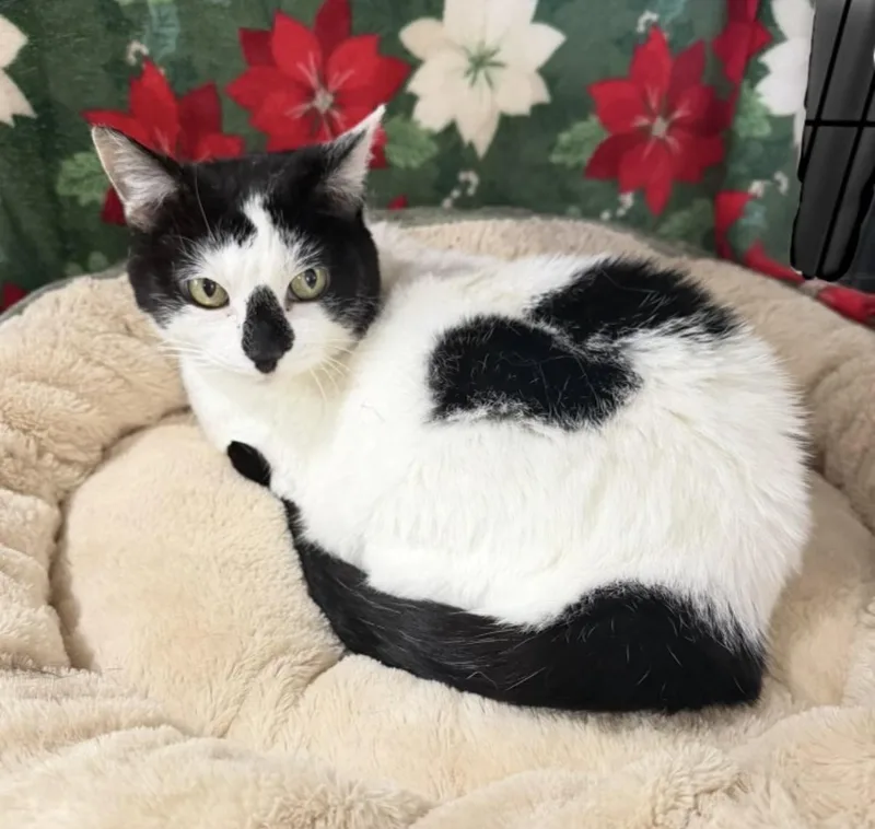 Quackle Sofie thumbnail 2