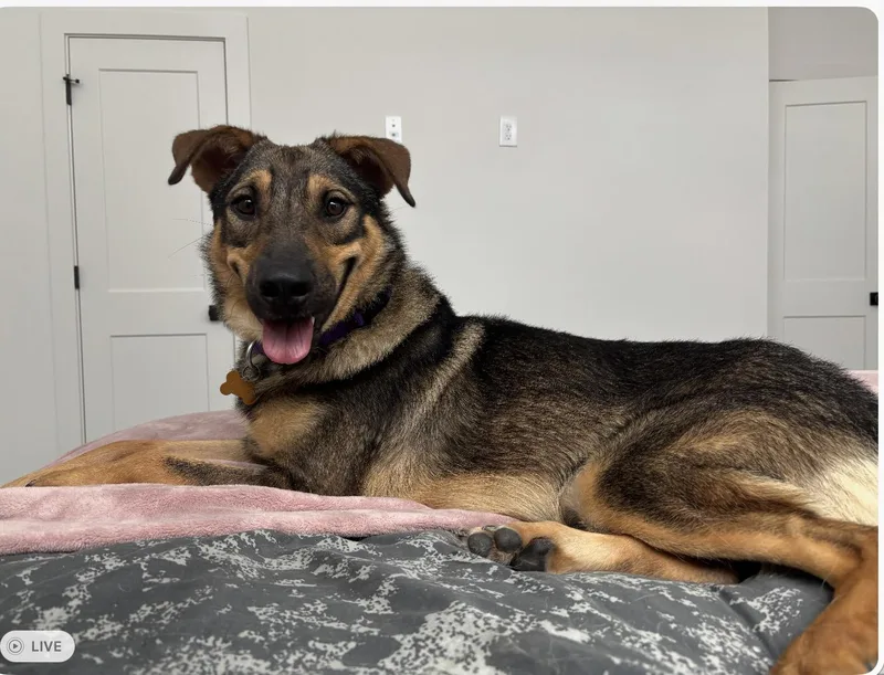 A young medium-sized male German Shepherd Dog dog named Brando for adoption in Houston, TX