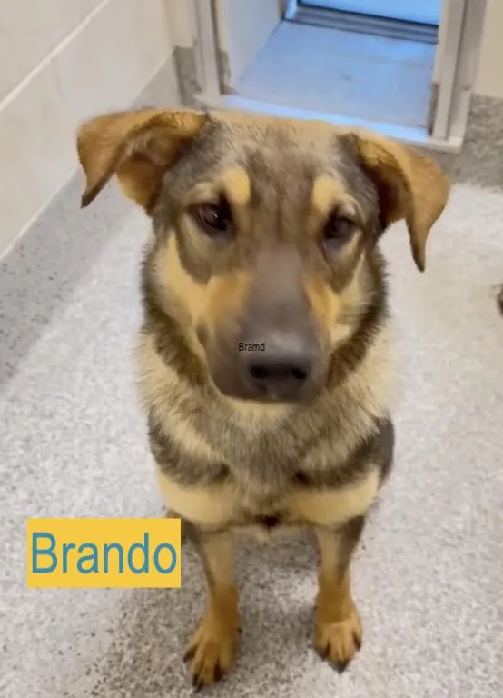 Brando thumbnail 5