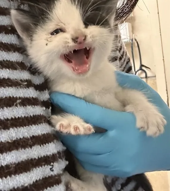 A baby small-sized female Domestic Short Hair cat named Sophie for adoption in Riverside, CA