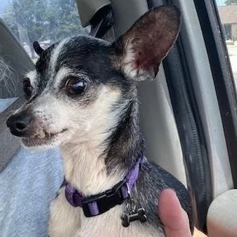 A senior small-sized female Black Chihuahua dog named Kalea for adoption in Dripping Springs, TX