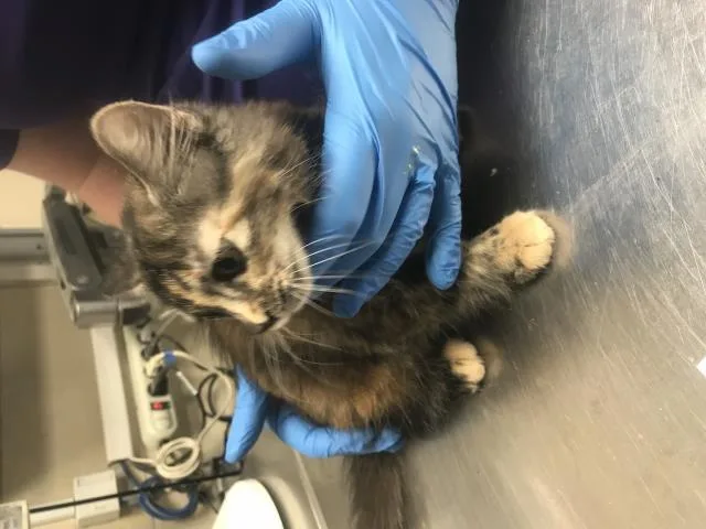 A baby small-sized female Domestic Short Hair cat named A for adoption in Conroe, TX
