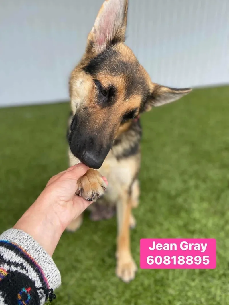 Jean Gray