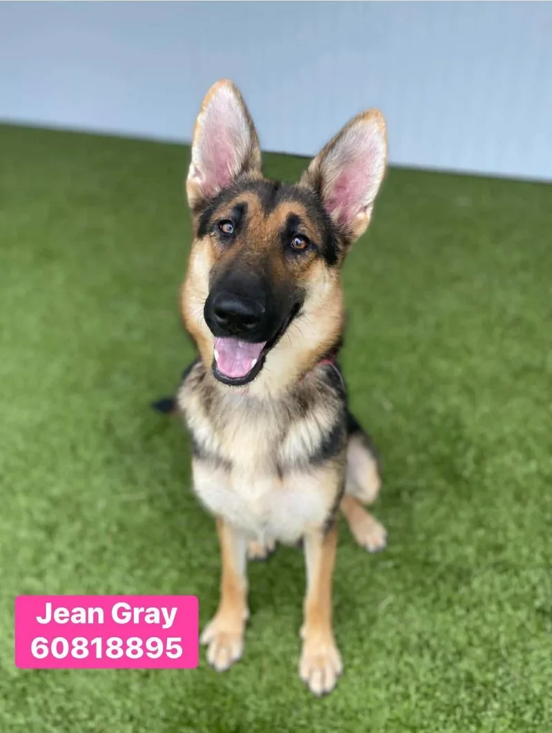 Jean Gray thumbnail 3