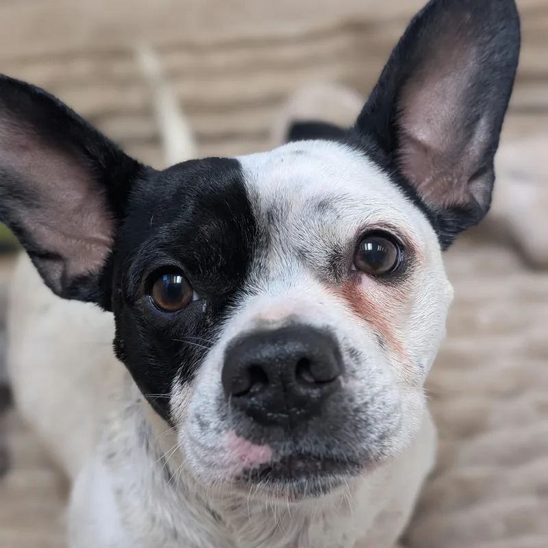An adult small-sized male White / Cream French Bulldog dog named Dice for adoption in Mountain Center, CA
