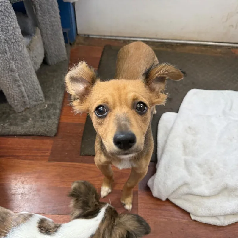 A baby small-sized male Brown / Chocolate Chihuahua dog named Tiger for adoption in Wahiawa, HI
