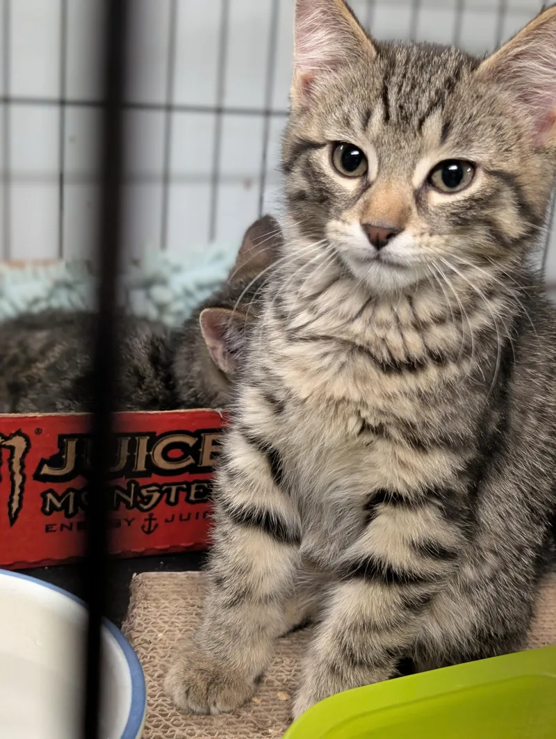 A baby medium-sized male Tabby (Gray / Blue / Silver) Domestic Medium Hair cat named Sonic for adoption in Tilton, IL