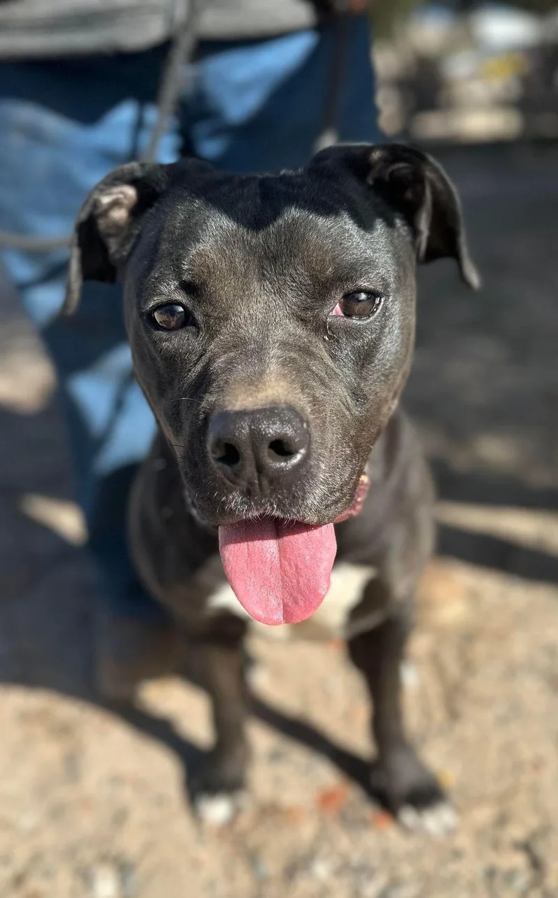 An adult medium-sized male Black Boxer dog named Jazz for adoption in Ventura, CA