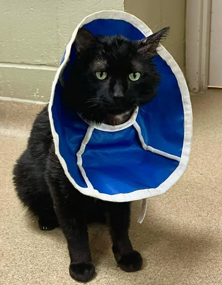 An adult large-sized male Black Domestic Short Hair cat named Shazzam for adoption in Plover, WI