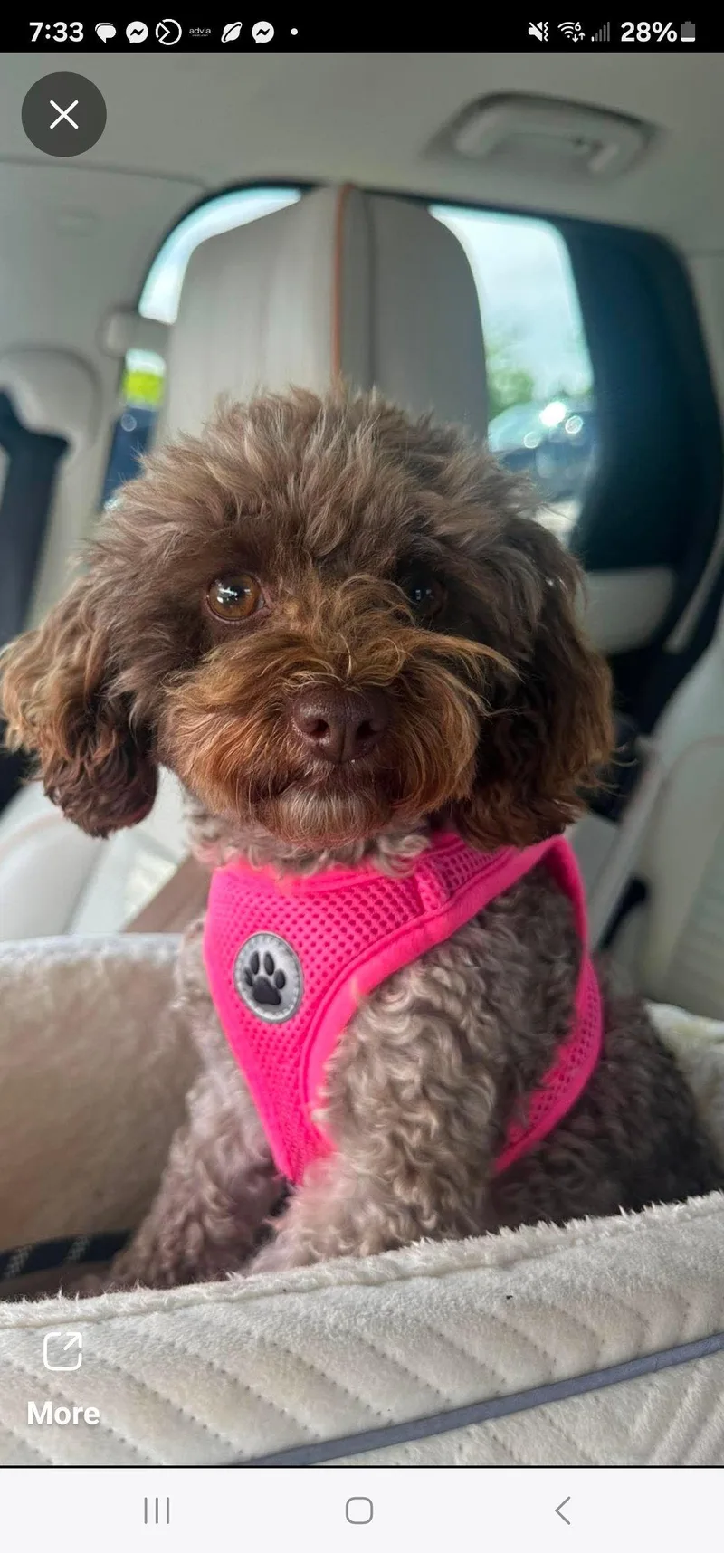 An adult medium-sized female Poodle dog named Harley for adoption in Marine City, MI