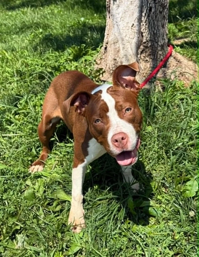 A young medium-sized female Yellow / Tan / Blond / Fawn Pit Bull Terrier dog named River for adoption in Springfield, IL