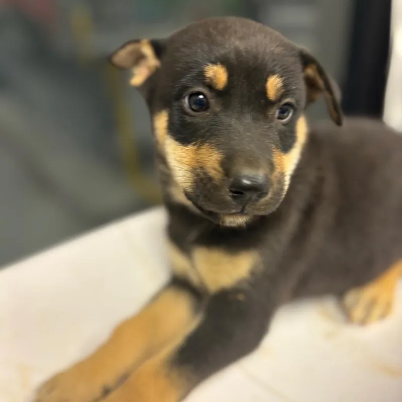 A baby small-sized male Brown / Chocolate Mixed Breed dog named Saturn for adoption in Columbiana, AL