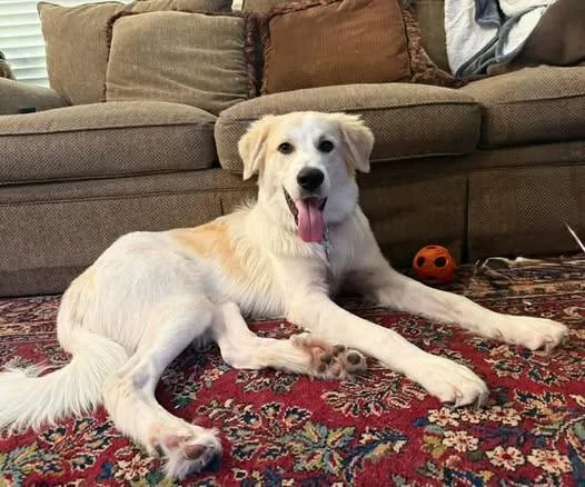 A young large-sized female Great Pyrenees dog named Finn for adoption in Garland, TX