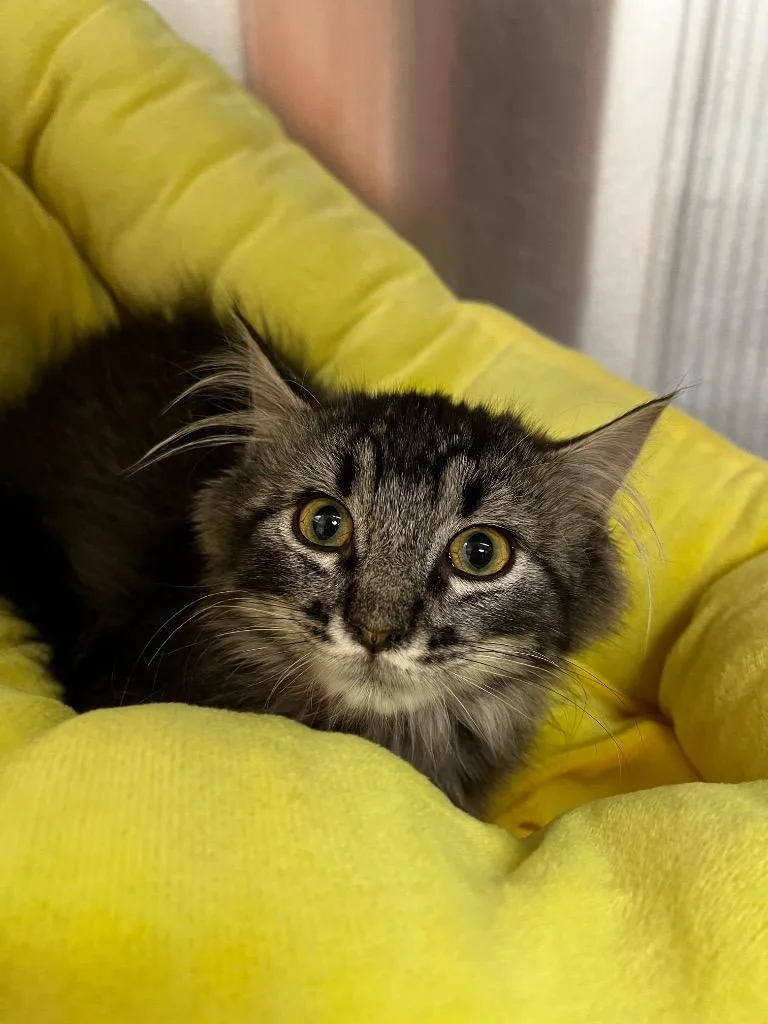 A baby medium-sized male Domestic Short Hair cat named Taco for adoption in Logan, UT