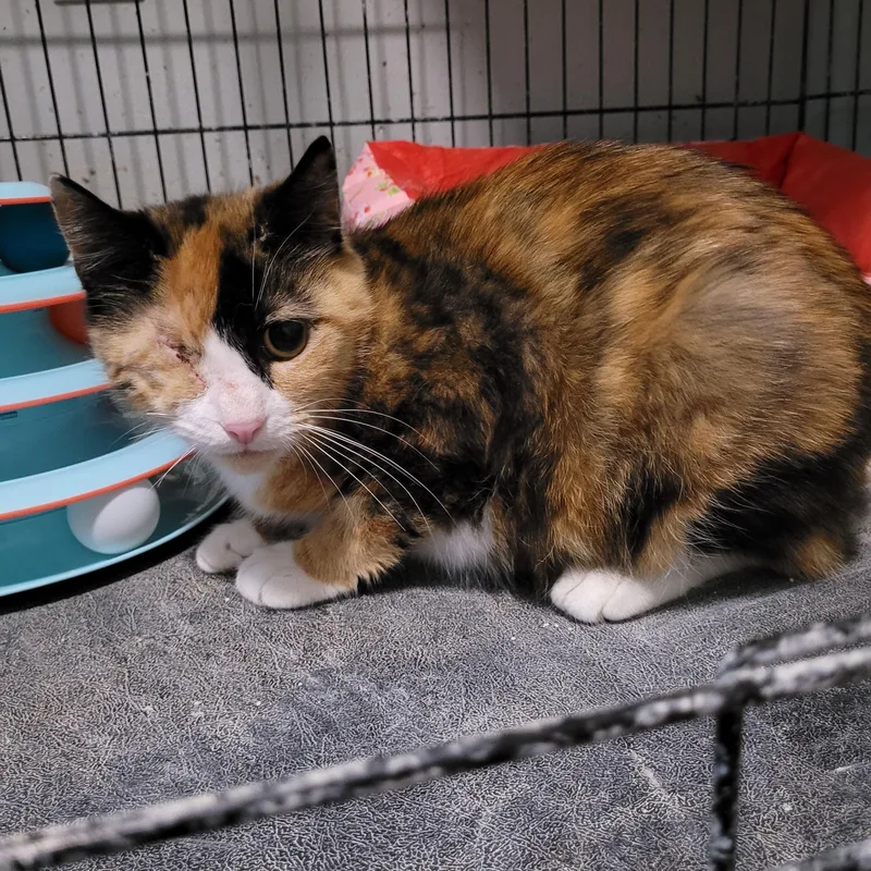 An adult medium-sized female Calico cat named Plissken for adoption in Maple Shade, NJ